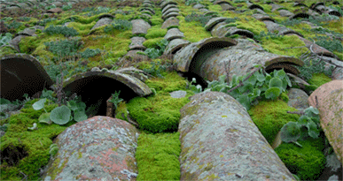 20080206172619-musgo-001.gif